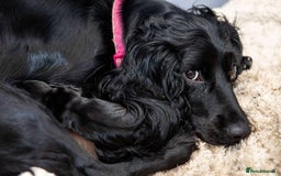 Cocker Spaniel dogs for sale: Working cocker spaniel  - Advert 1