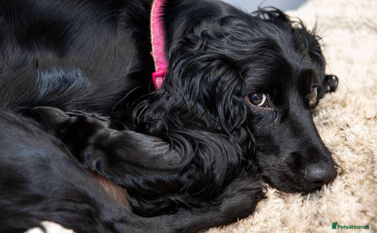 Cocker Spaniel dogs Working cocker spaniel  - Advert 1
