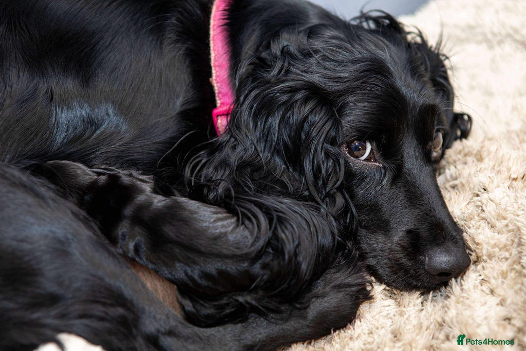 Cocker Spaniel dogs for sale: Working cocker spaniel  - Advert 1