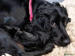 Cocker Spaniel dogs Working cocker spaniel - Advert 1