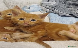 Maine Coon cats for sale: 5 chunky male, 1 female maine coon - Image 11