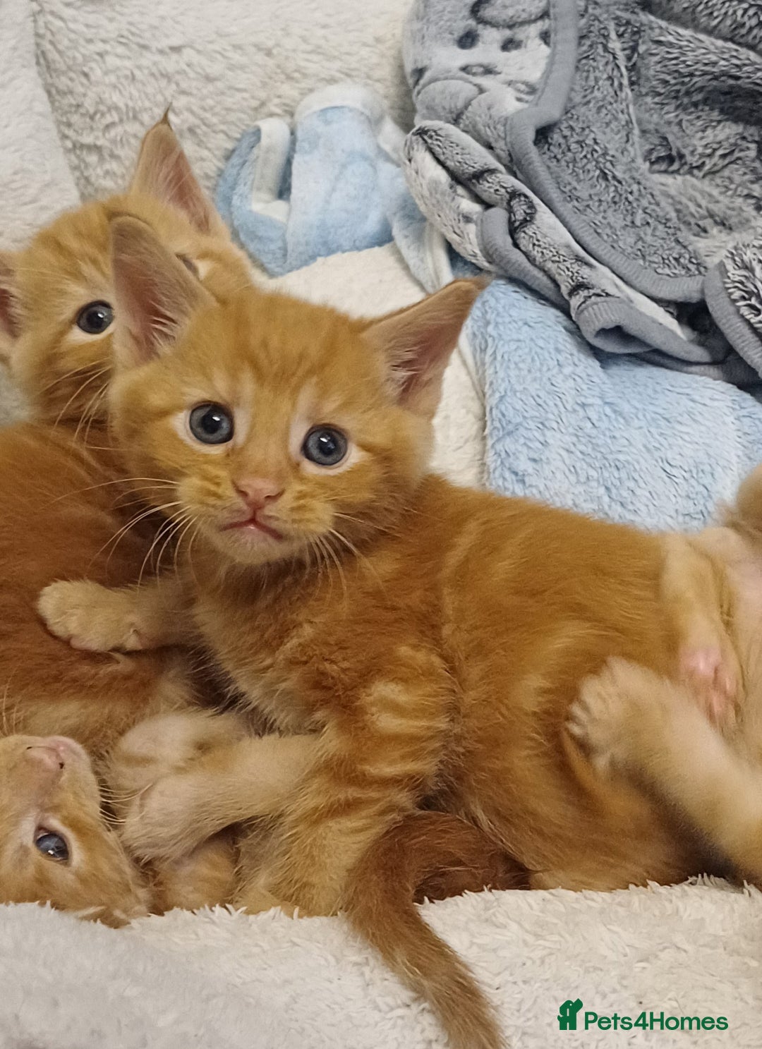 Maine Coon cats for sale: 5 chunky male, 1 female maine coon - Image 11