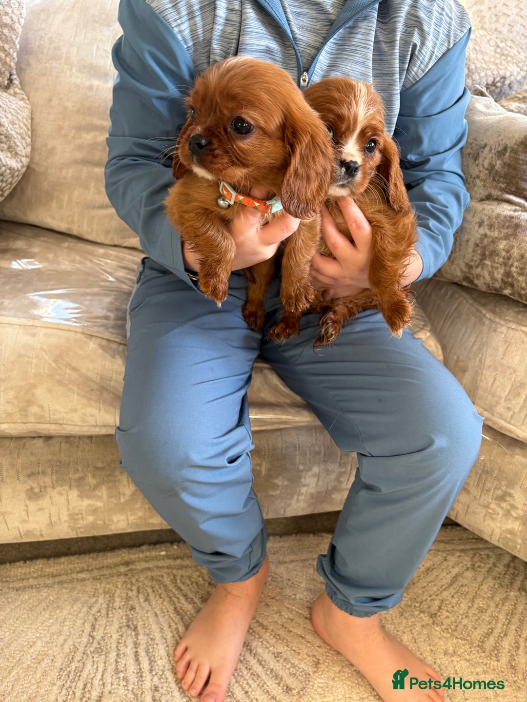 Cavalier King Charles Spaniel dogs for sale: Cavalier King Charles pups  - Advert 5