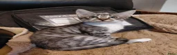 Mixed Breed cats for sale: 3/4maine coon x sphynx - Advert 2