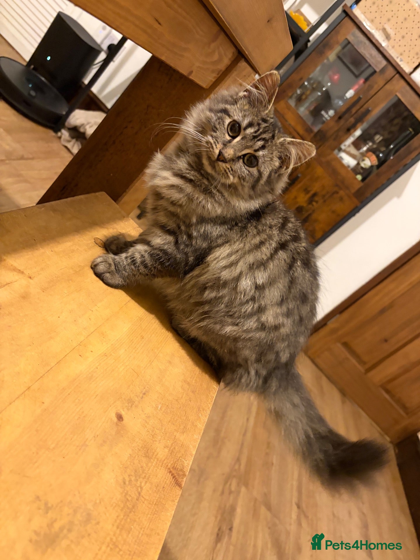 Siberian cats for sale: Two mix Siberian girls!! Grey girl sold ! - Advert 12