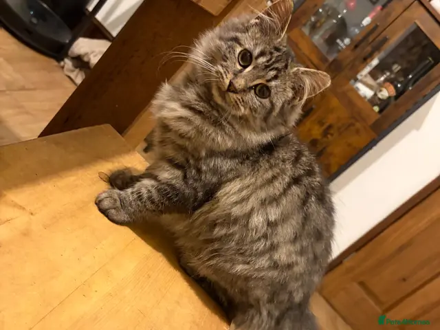 Siberian cats for sale: Two mix Siberian girls!! Grey girl sold ! - Advert 12