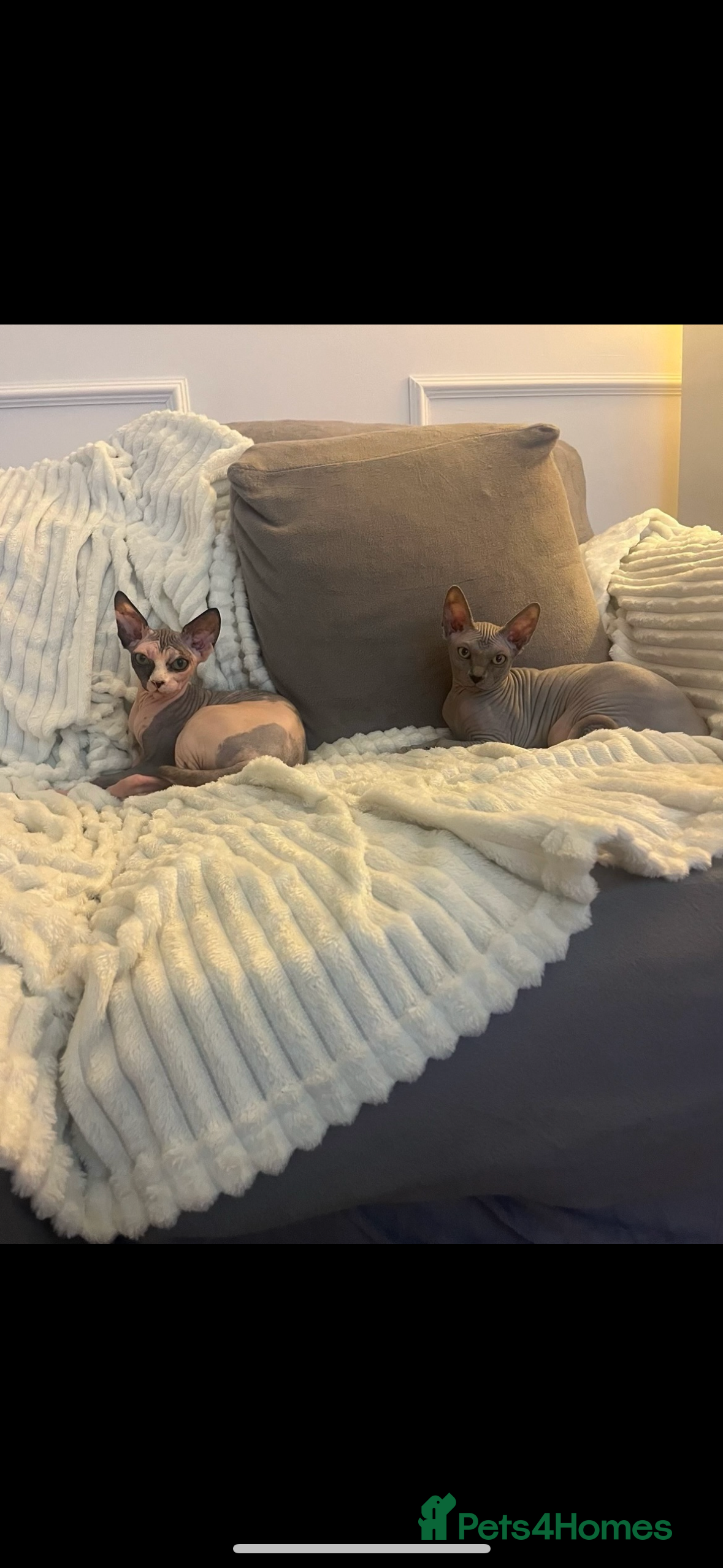 Sphynx cats Two beautiful Sphynx  in Rotherham - Advert 3