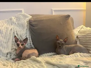 Sphynx cats Two beautiful Sphynx in Rotherham - Advert 3