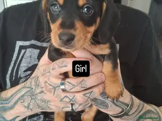 Dachshund dogs 2 Beautiful Dachshunds - Advert 3