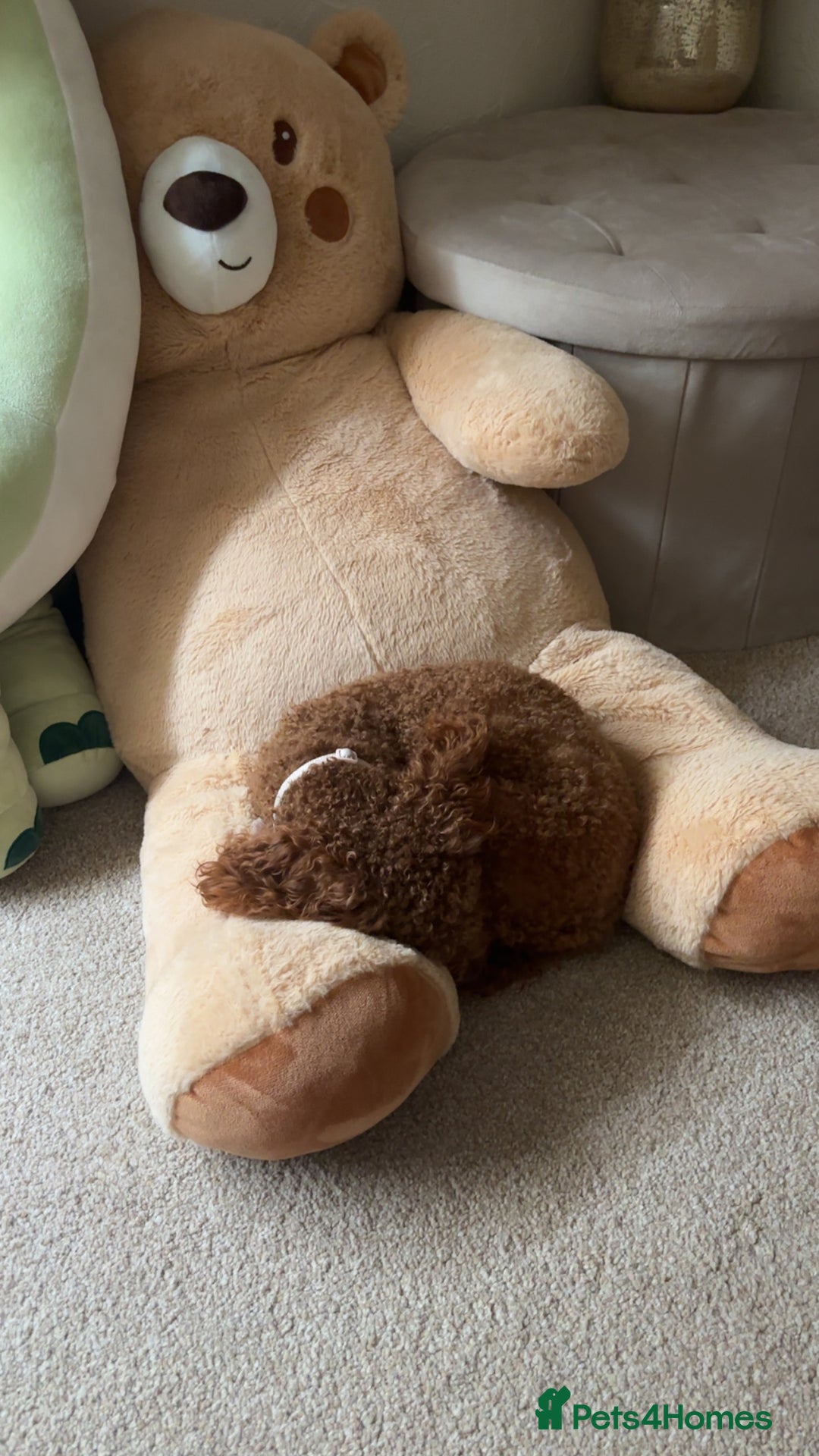 Cockapoo dogs for sale: ⭐️Cockapoo stunning red ⭐️ - Advert 3