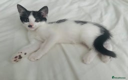 Mixed Breed cats for sale: One girl left!❤️ - Image 2