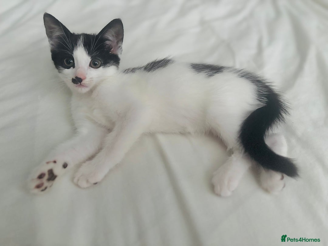 Mixed Breed cats for sale: One girl left!❤️ - Image 2