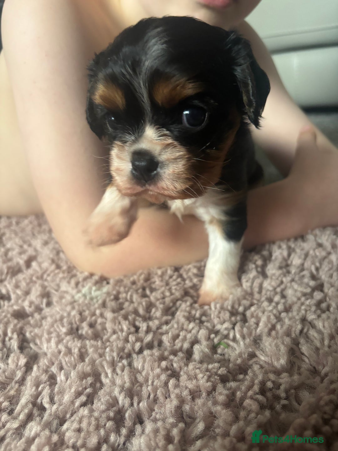 Cavalier King Charles Spaniel dogs for sale: Two beautiful kc boys  - Advert 6