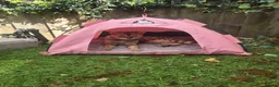 Bengal cats for sale: Gorgeous Pedigree Bengal Kittens Waitlist - Advert 5
