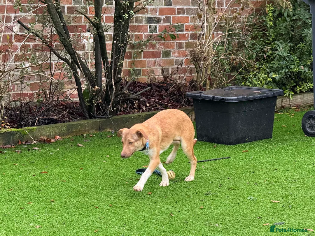 Mixed Breed dogs for adoption: Meelie Marleborough Wiltshire  - Advert 3