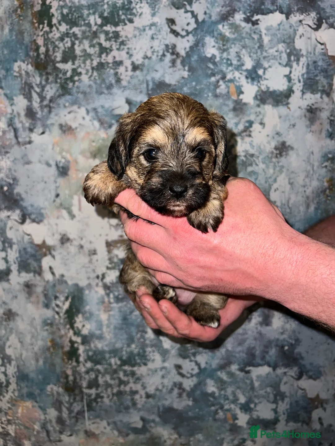 Mixed Breed dogs for sale: Borderpoo pups for sale(borderterrier x toypoodle) in Manchester - Advert 10