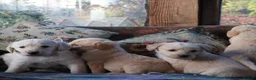Labradoodle dogs for sale: Lovely Labradoodle Puppies - Advert 18