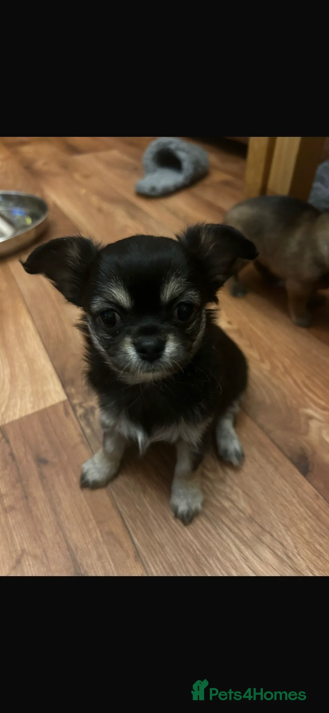 Chihuahua dogs for sale: Black and Tan girl - Advert 13