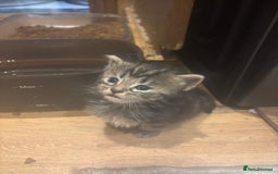 Mixed Breed cats for sale: Ragdoll mixbreed kittens for new home  - Image 12