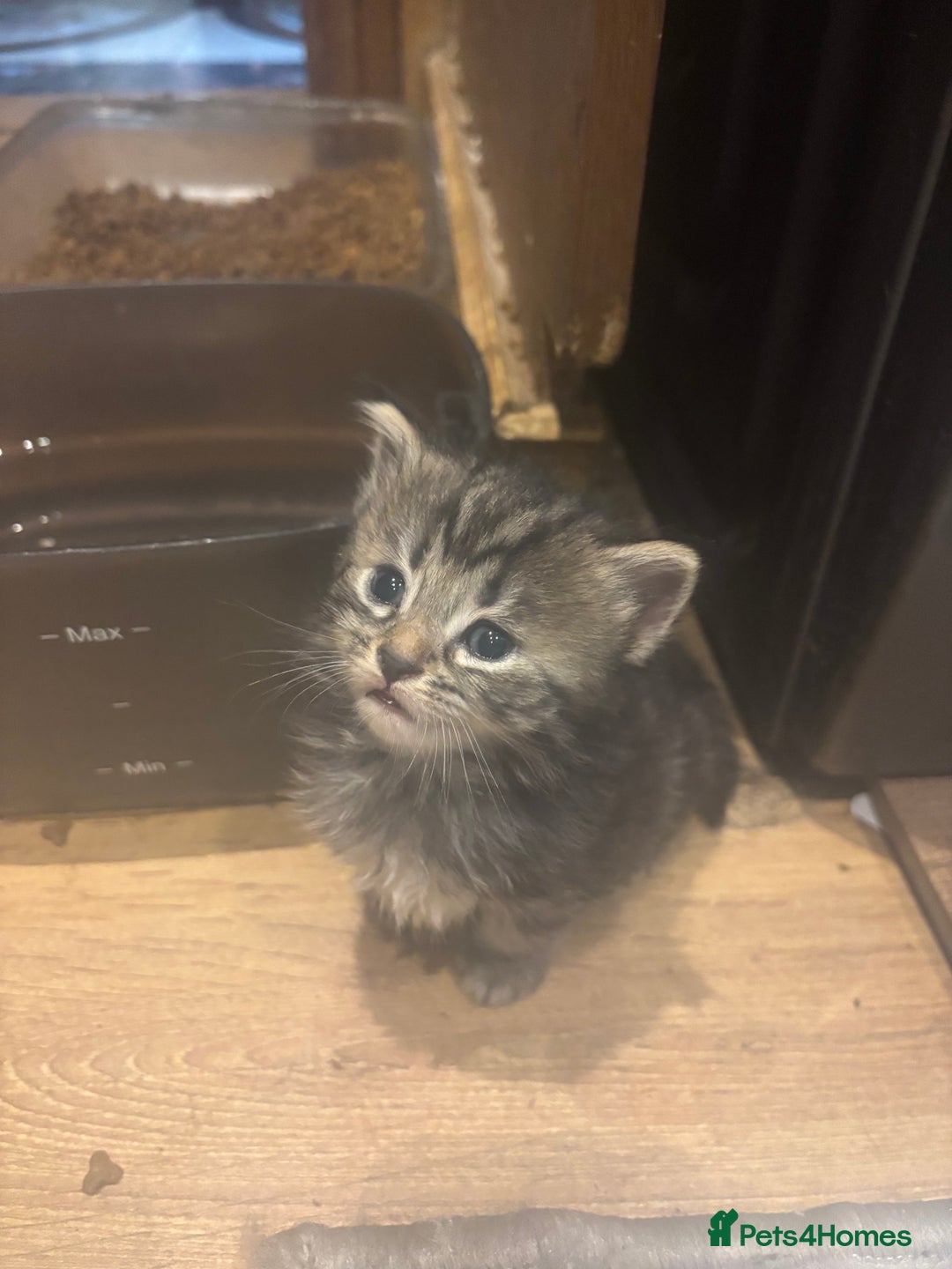 Mixed Breed cats for sale: Ragdoll mixbreed kittens for new home  - Image 12