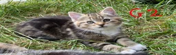 European cats for sale: 3 kittens for sale - Advert 8