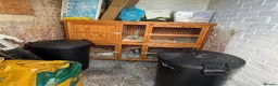 Guinea Pig rodents for sale: Four gorgeous female Guinea Pigs - Advert 8