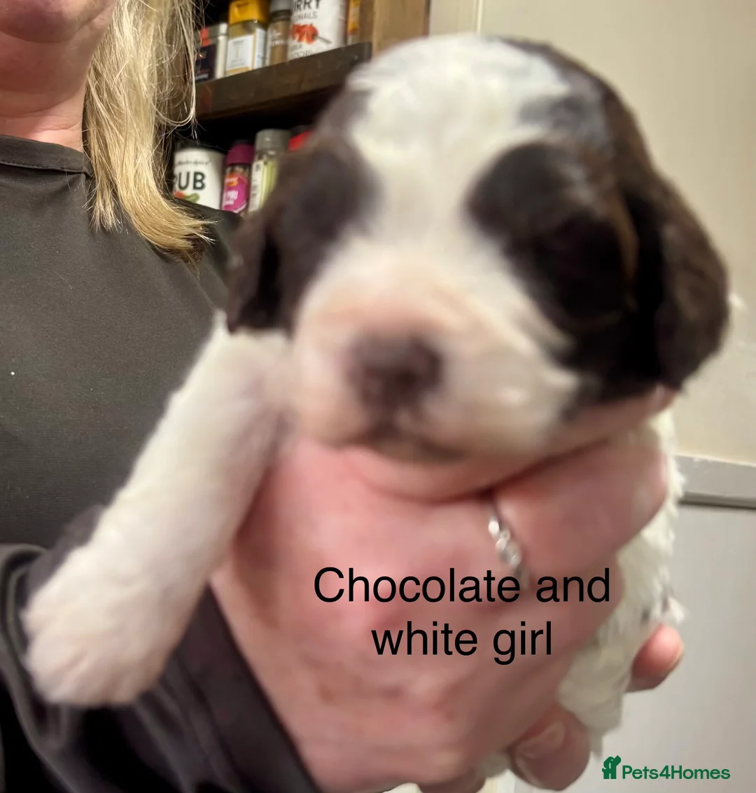 Cockapoo dogs for sale: Cockerpoo puppies  - Advert 21