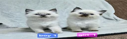 Ragdoll cats for sale: Stunning Ragdoll Kittens Available - Advert 18