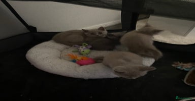 British Shorthair cats - Advert 5