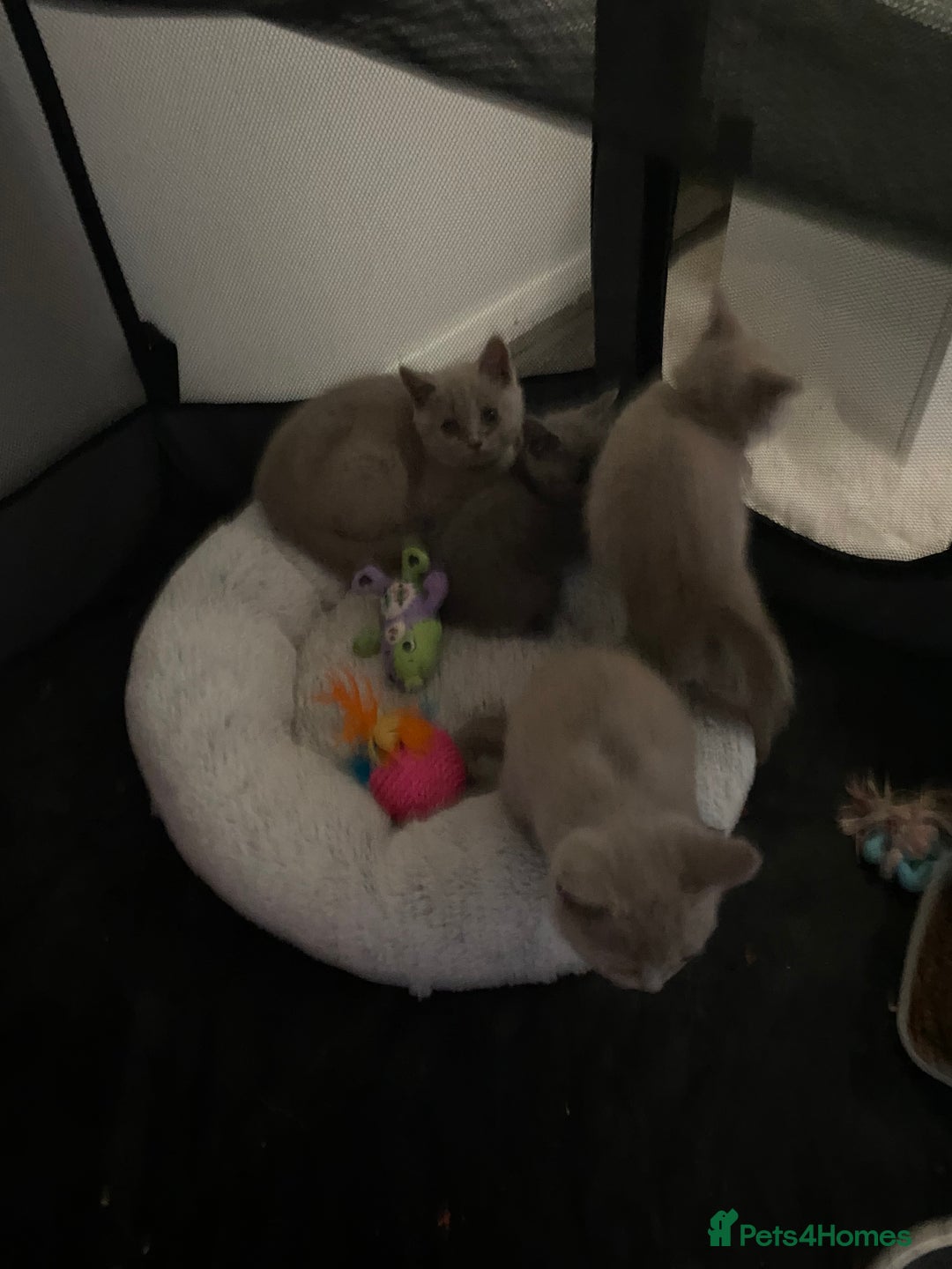 British Shorthair cats for sale: British shorthair kittens  - Image 3