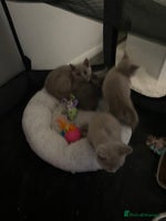 British Shorthair cats - Advert 4