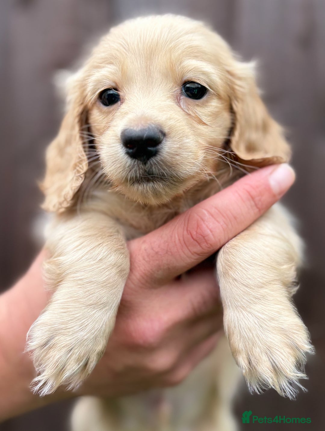 Miniature Dachshund dogs for sale: Full Cream Minature Dachshunds - Image 4