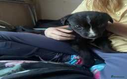 Lurcher dogs for sale: Adorable lurcher puppies  - Image 1