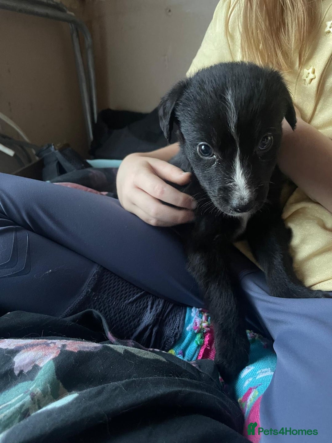 Lurcher dogs for sale: Adorable lurcher puppies  - Image 1