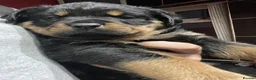 Rottweiler dogs for sale: Excellent Heritage and Exceptional Potential Pups in Cardiff - Advert 10