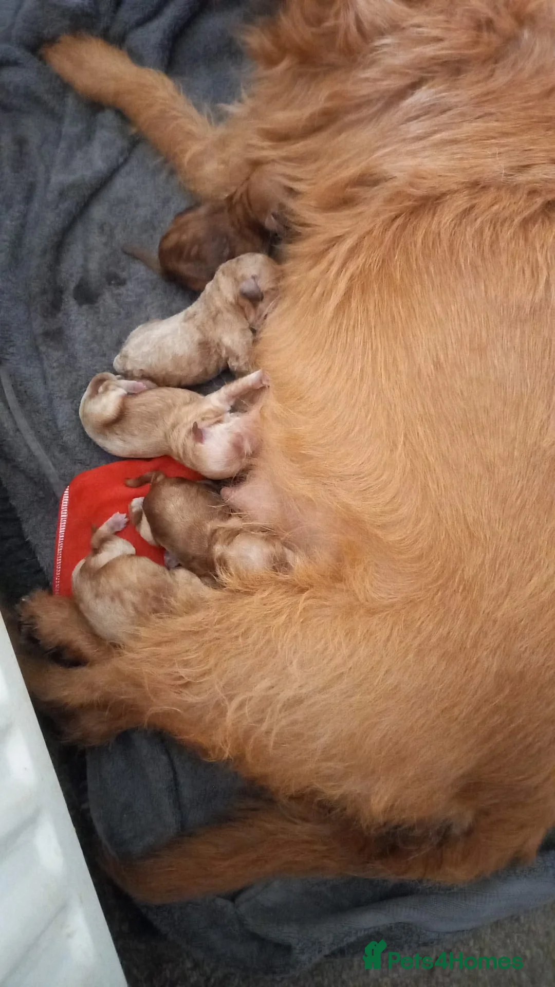 Cockapoo dogs for stud: STUD - F1 Red and white Cockapoo - Health Clear in York - Advert 29