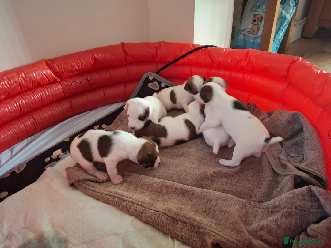 Parson Russell dogs for sale: 6 Parson Russell Terrier Pups for sale - Advert 2