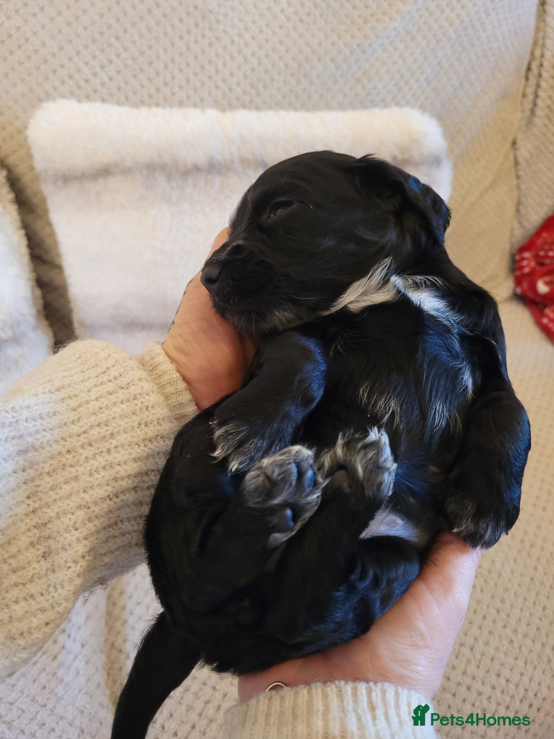 Cocker Spaniel dogs for sale: Gorgeous litter of cocker spaniels - Advert 8