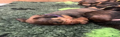 Dachshund 7