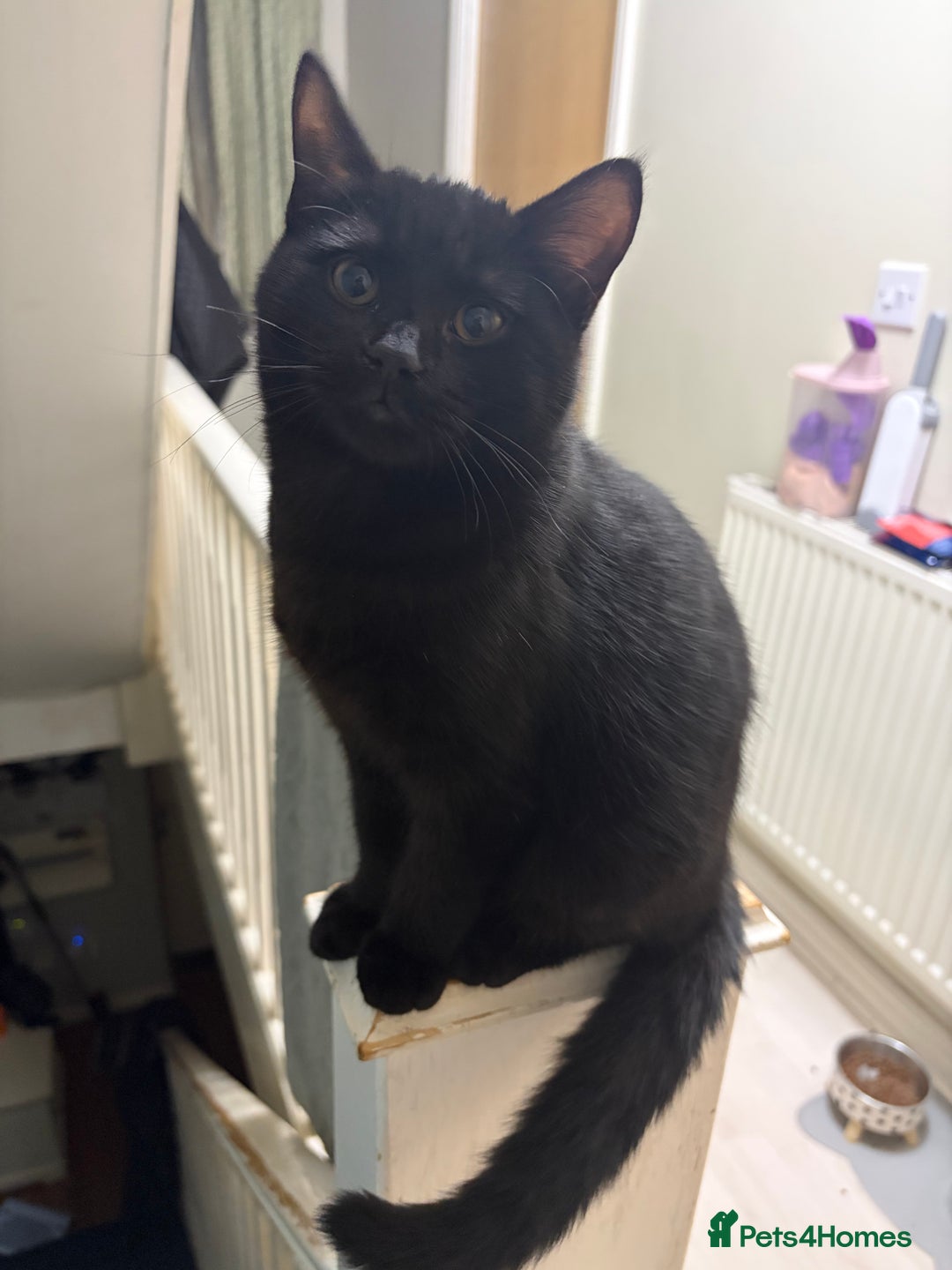 Mixed Breed cats for sale: British Short Hair and Tuxedo Cat Mix Breed  - Advert 3