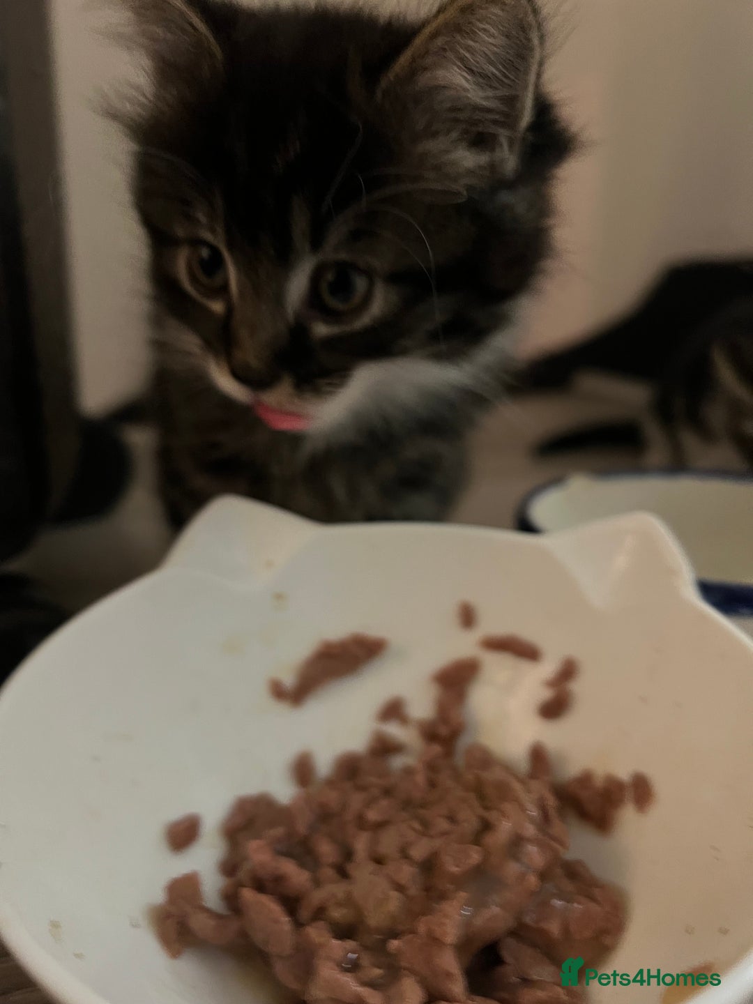 Mixed Breed cats for sale: Cheap Kittens for sale  (Ready to go asap) - Advert 3