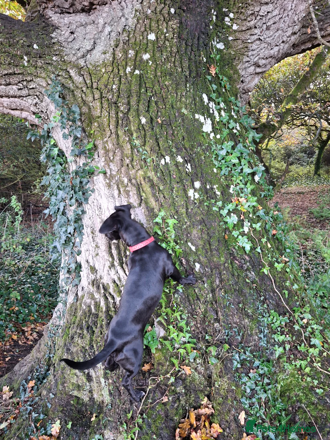 Mixed Breed dogs for sale: Ollie - Advert 9