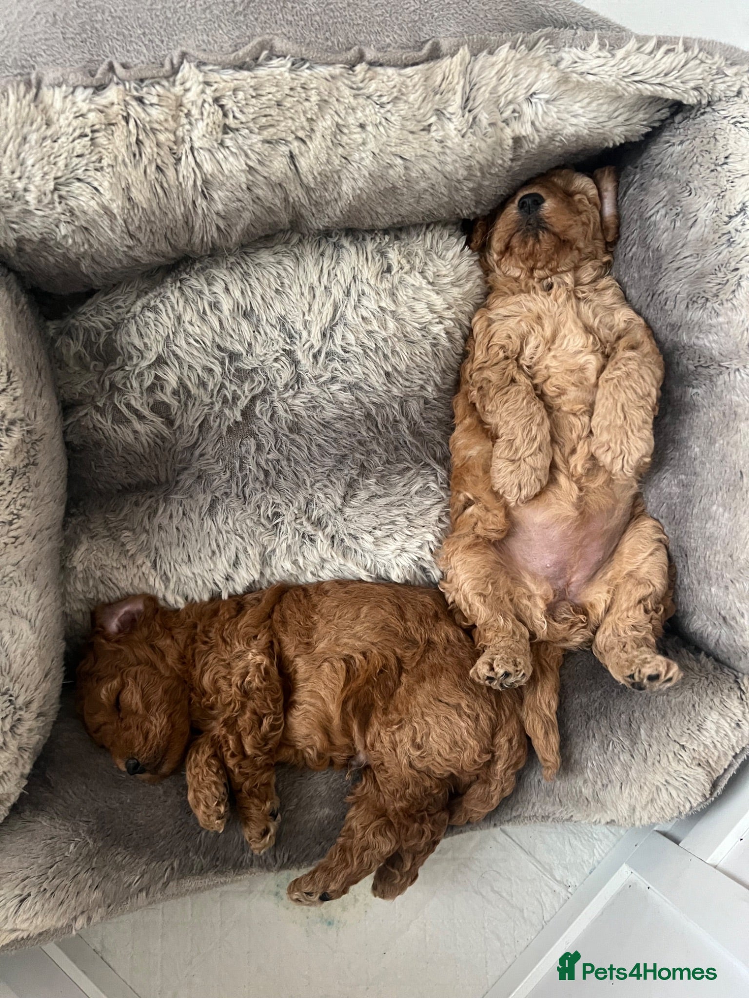 Miniature Poodle dogs KC registered miniature poodles  - Advert 3