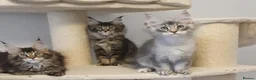 Maine Coon cats for sale: 🌟TICA🌟 reg pure maine coons - Advert 12