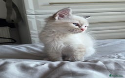 Ragdoll cats for sale: 💙Odin pure ragdoll kitten 💙 - Image 3