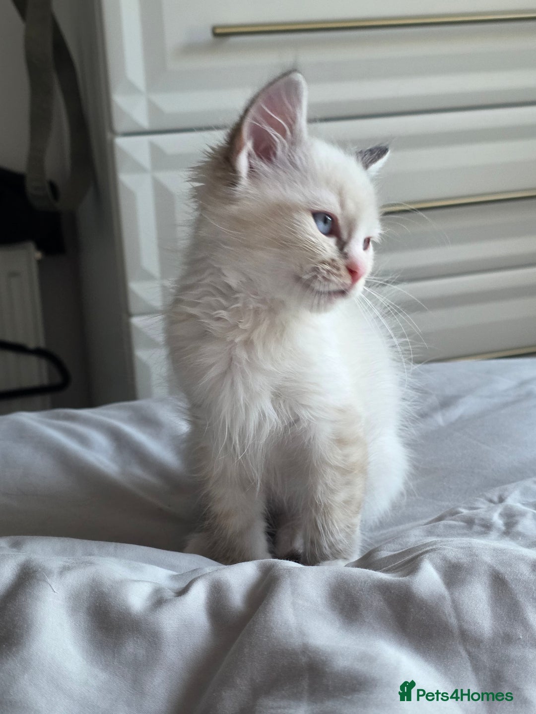 Ragdoll cats for sale: 💙Odin pure ragdoll kitten 💙 - Image 3