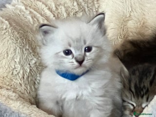 Siberian cats 🩵🩵Stunning GCCF Siberian Neva Masquerades🩵🩵 - Advert 1