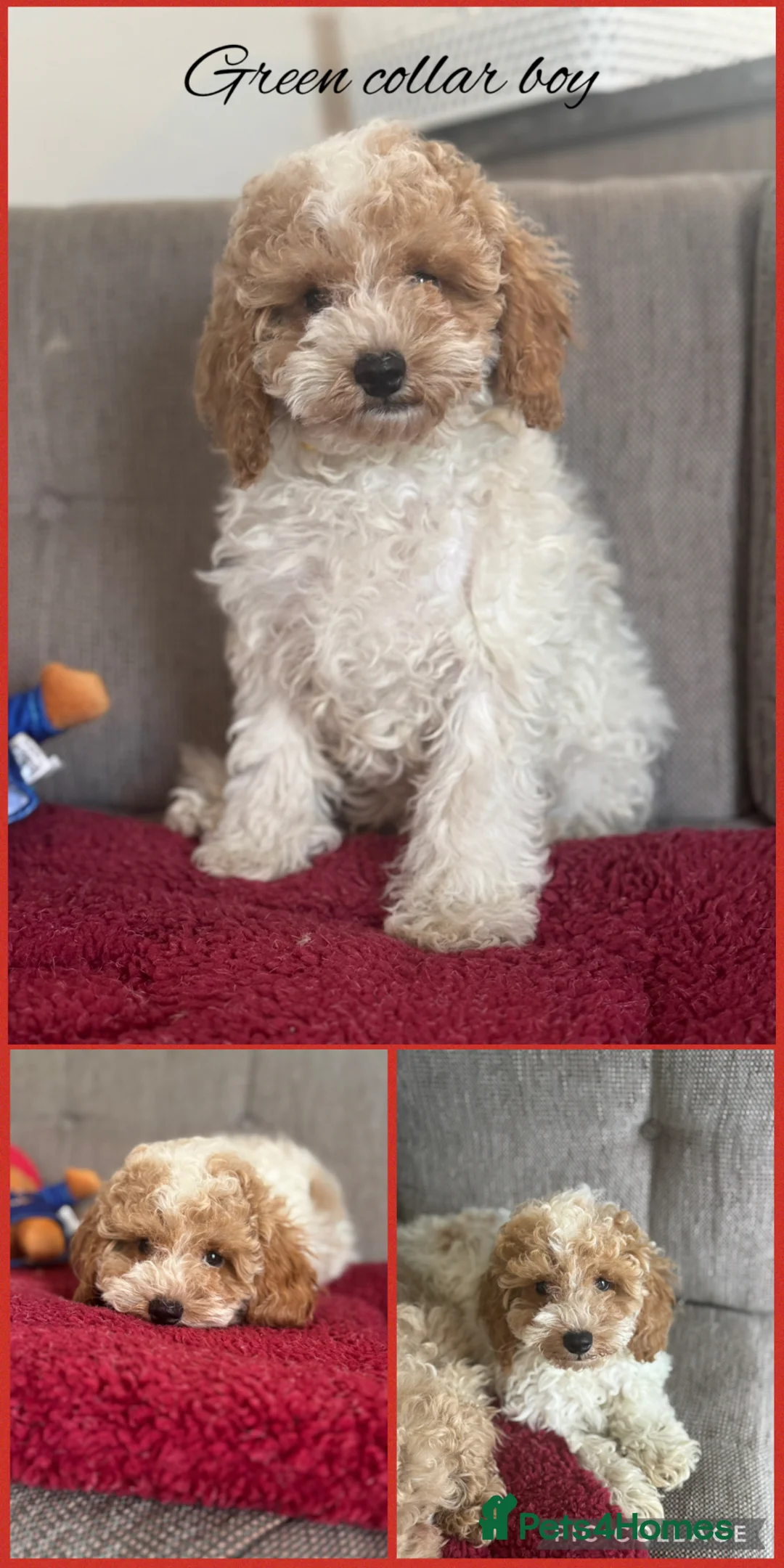 Cavachon dogs for sale: Amazing teddy Cavapoochons  - Advert 2
