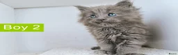 Maine Coon cats for sale: DNA health tested Maine coon kittens  - Advert 26