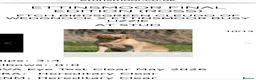 Labrador Retriever dogs for sale: Yellow KC, health tested Labradors  - Advert 13